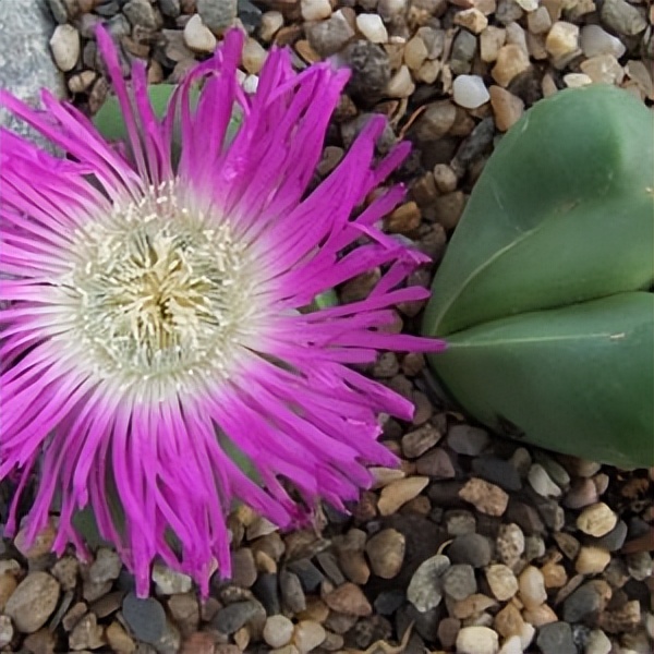 102个大类近500个多肉植物图片，都极其美丽，建议在家中也养一盆