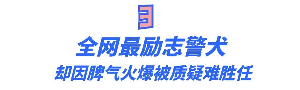 警犬巴顿有多凶猛,帅网红警犬巴顿训练视频