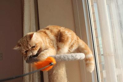 最值得推荐养的几种猫,中华田园猫12个品种图哪个最好养