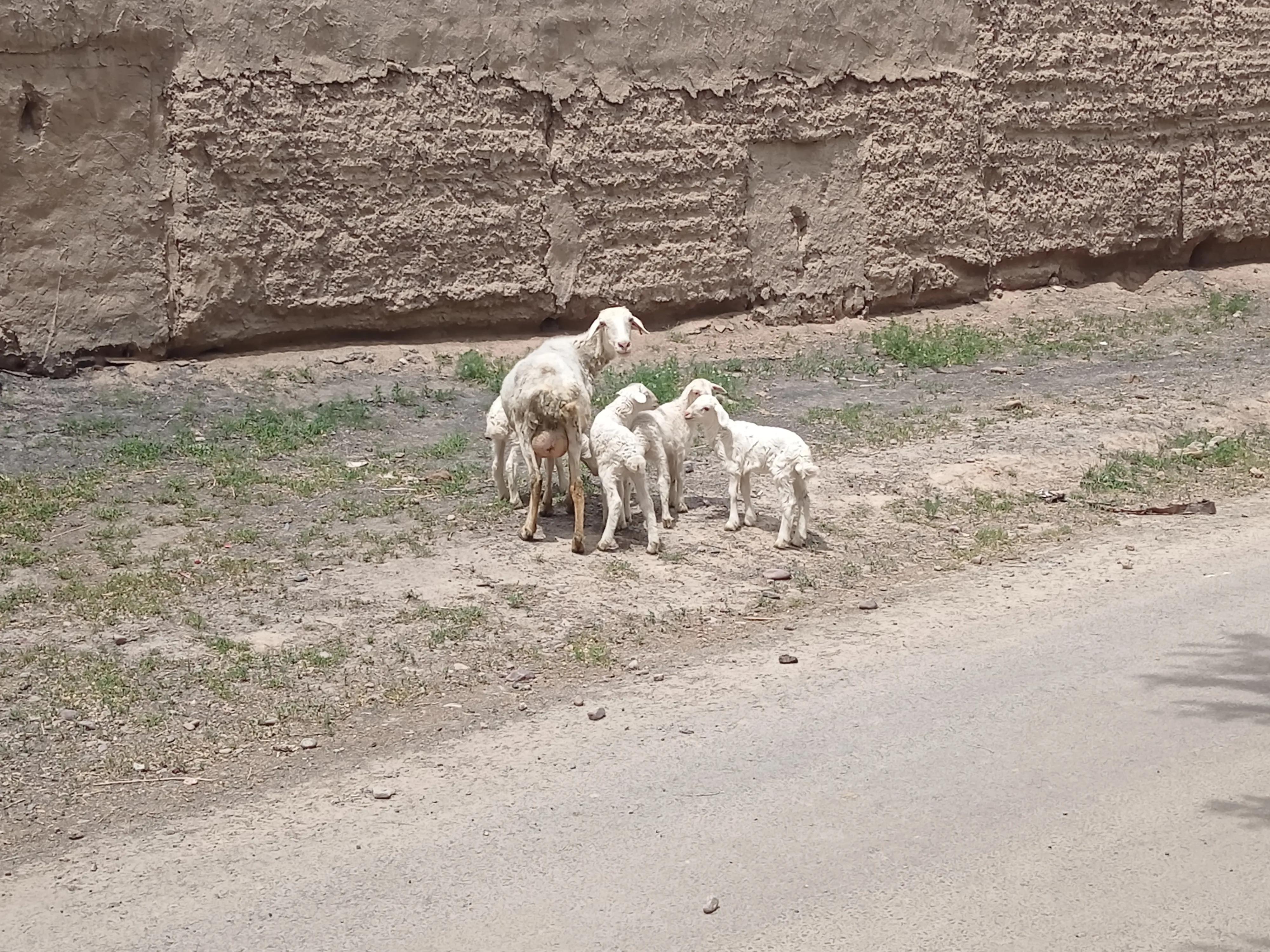 10个养羊技巧养殖3年也摸索不出来,养羊养殖成本及注意事项