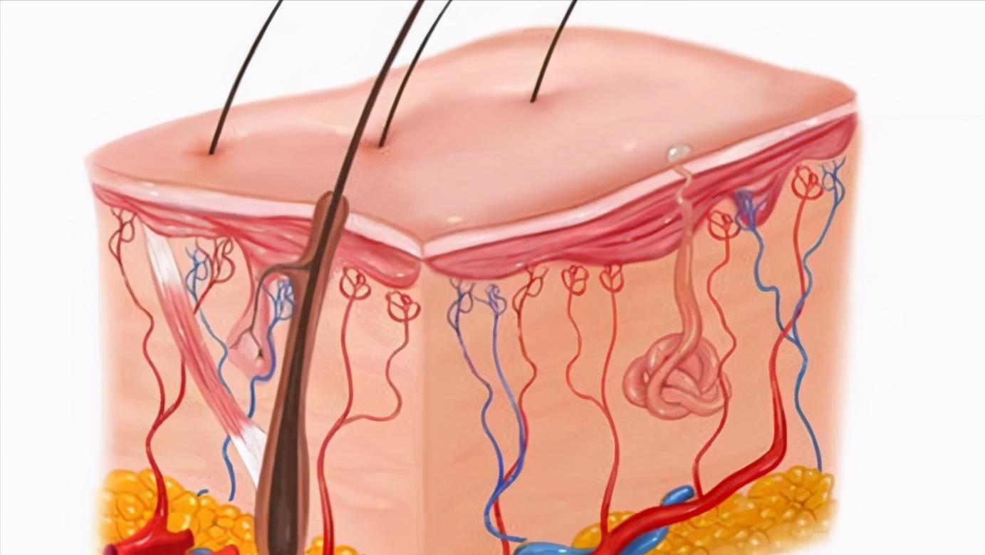 “下面”毛毛有啥用，刮掉会怎样？分析完这些情况，你就明白了