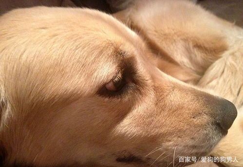 狗狗半夜叫扰民怎么制止,狗狗半夜不停挠地怎么回事