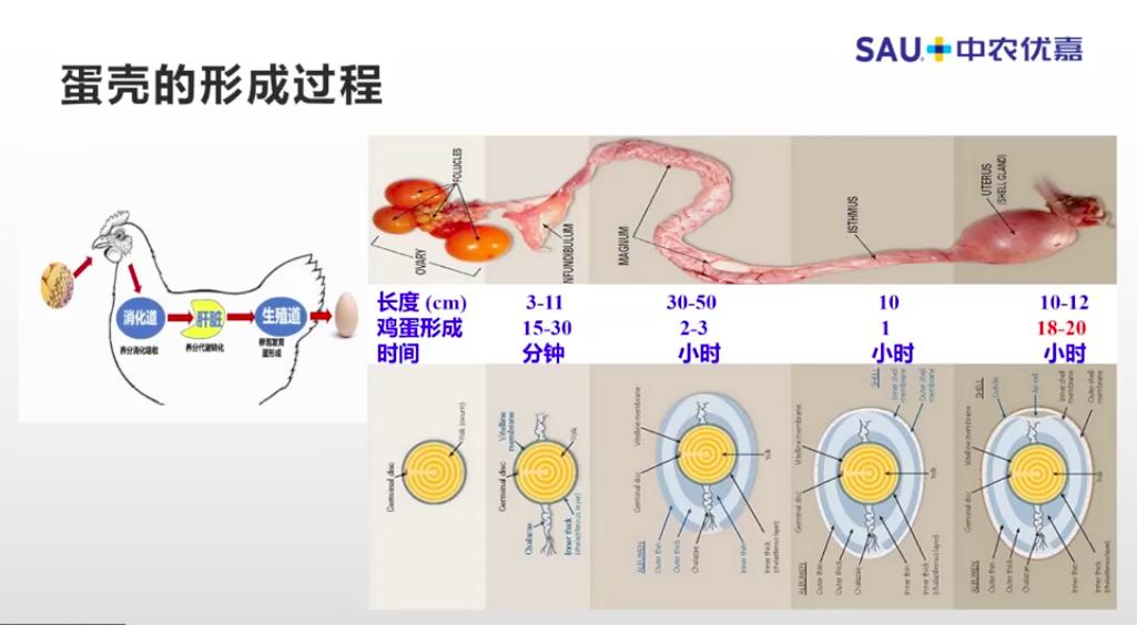 中农优嘉饲料好在哪方面,中农优嘉预混料质量怎么样