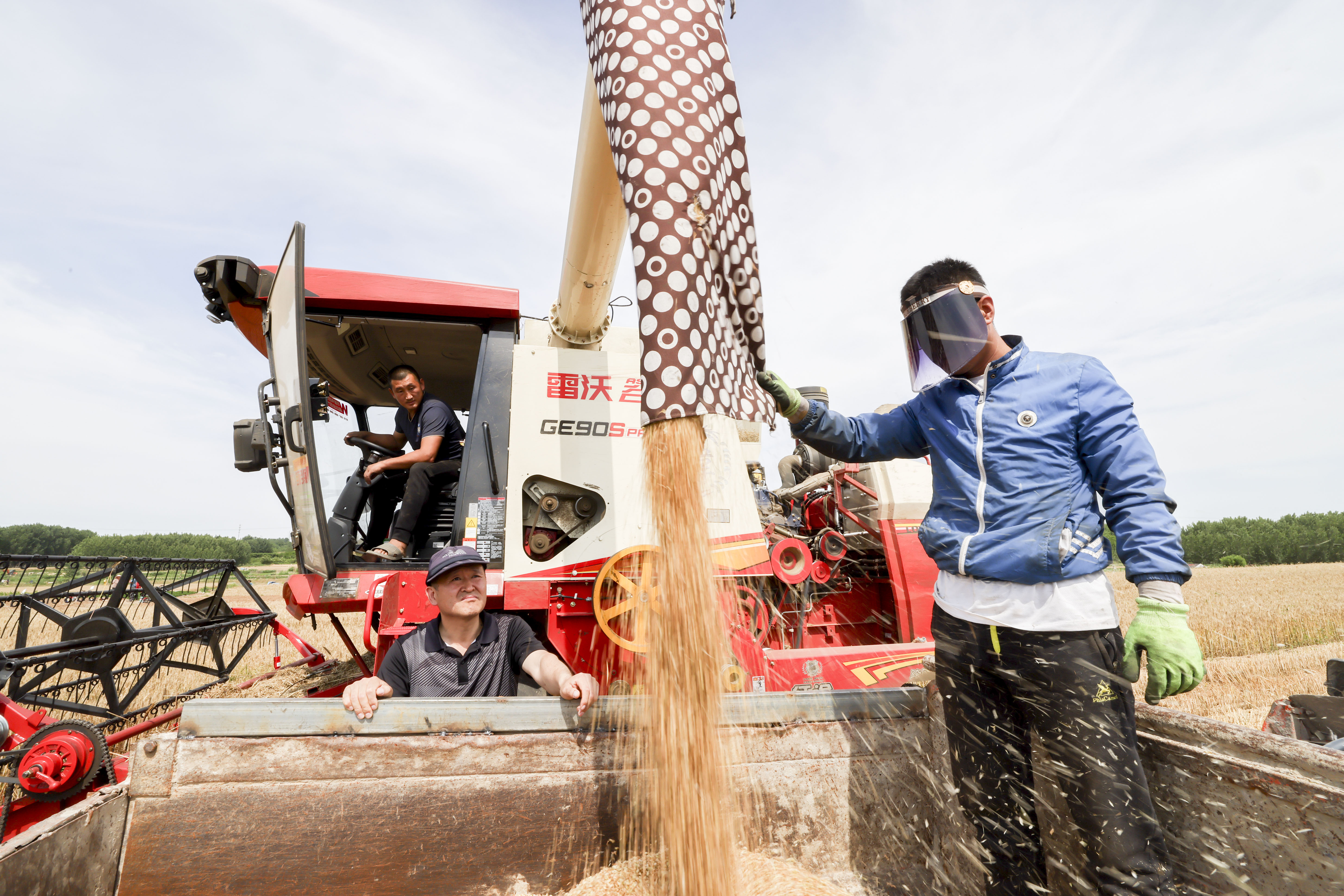 小麦丰收的画卷在错水河畔铺展，徐村麦浪滚滚，“丰”景如画