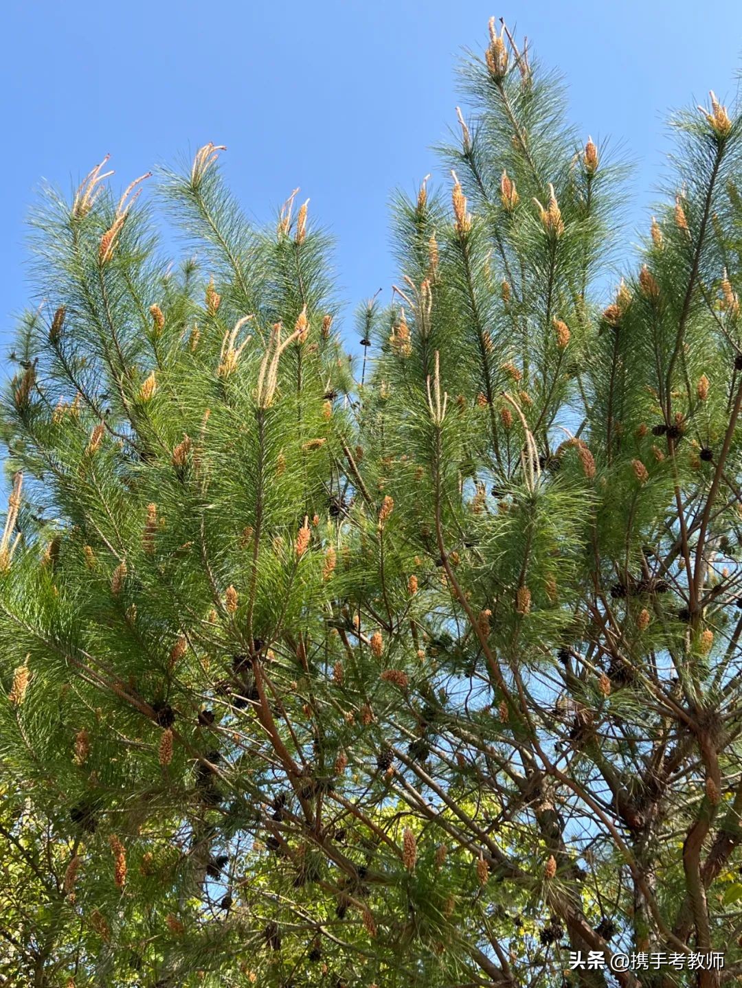 茂盛开花的马尾松,植物专栏蓝花草