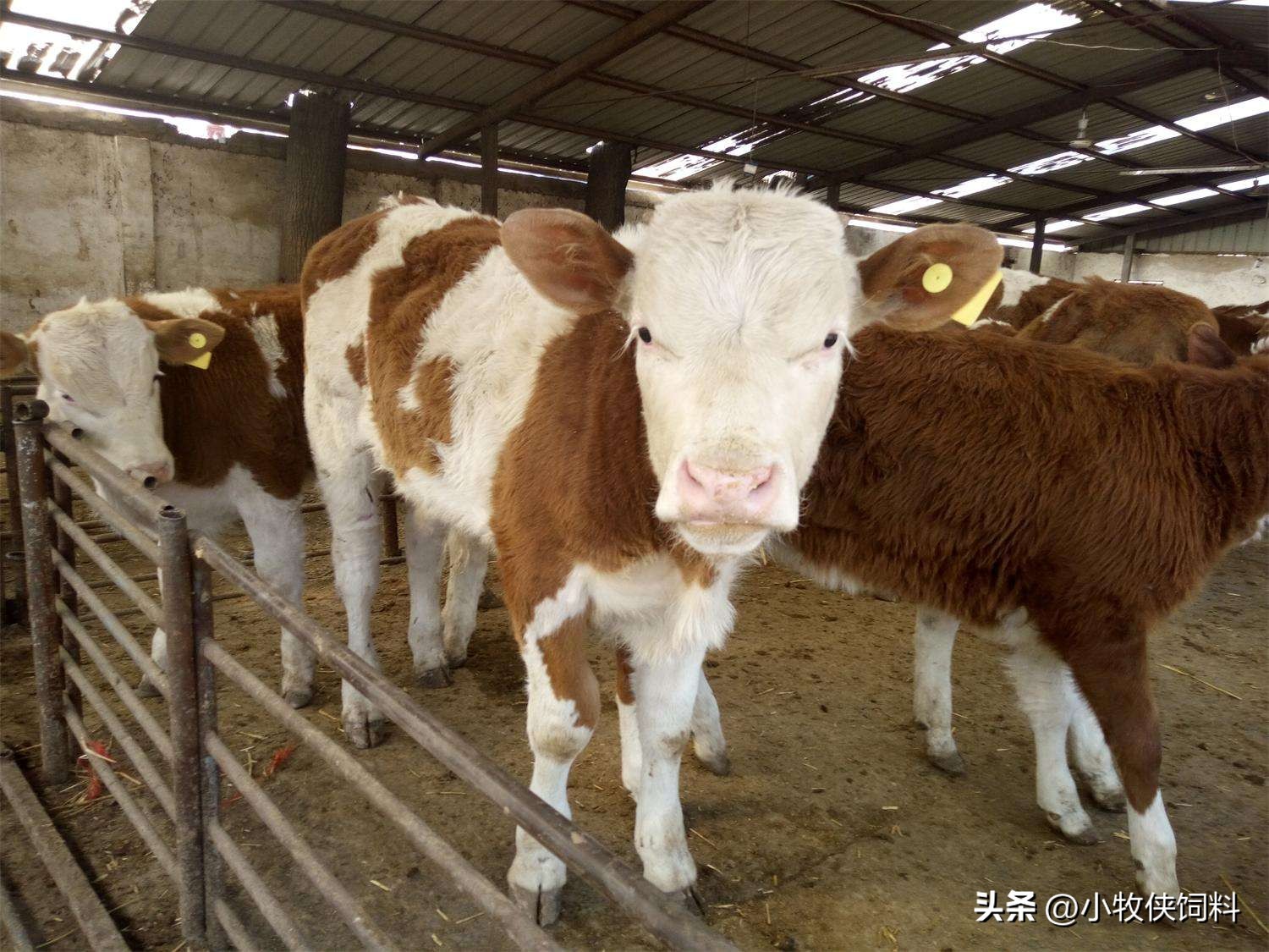 牛得口蹄疫会出现哪些症状,牛得口蹄疫有什么症状和危害