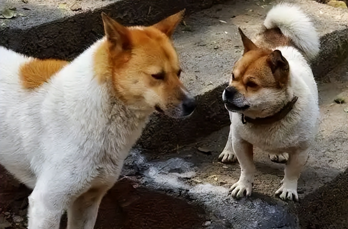 狗一般活多久狗都会死在哪里,全部狗狗的寿命排名