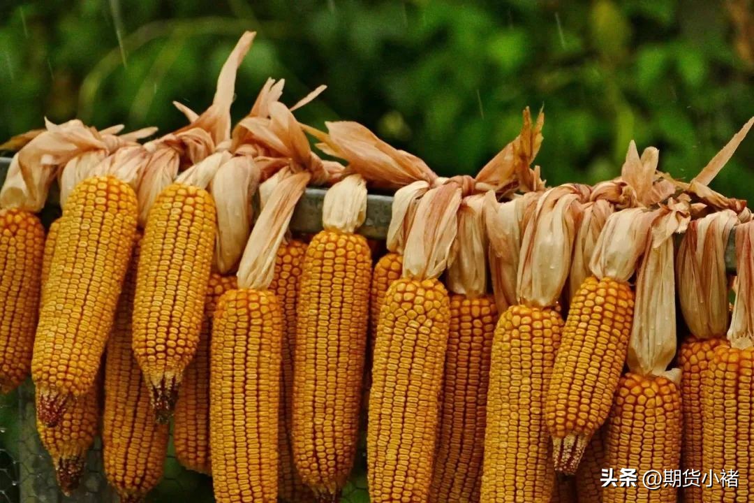 玉米涨价利空,玉米需求最新行情