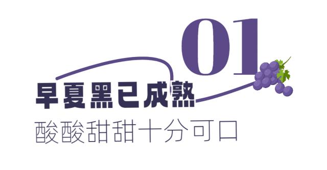 东西湖摘葡萄价格,武汉东西湖摘葡萄园