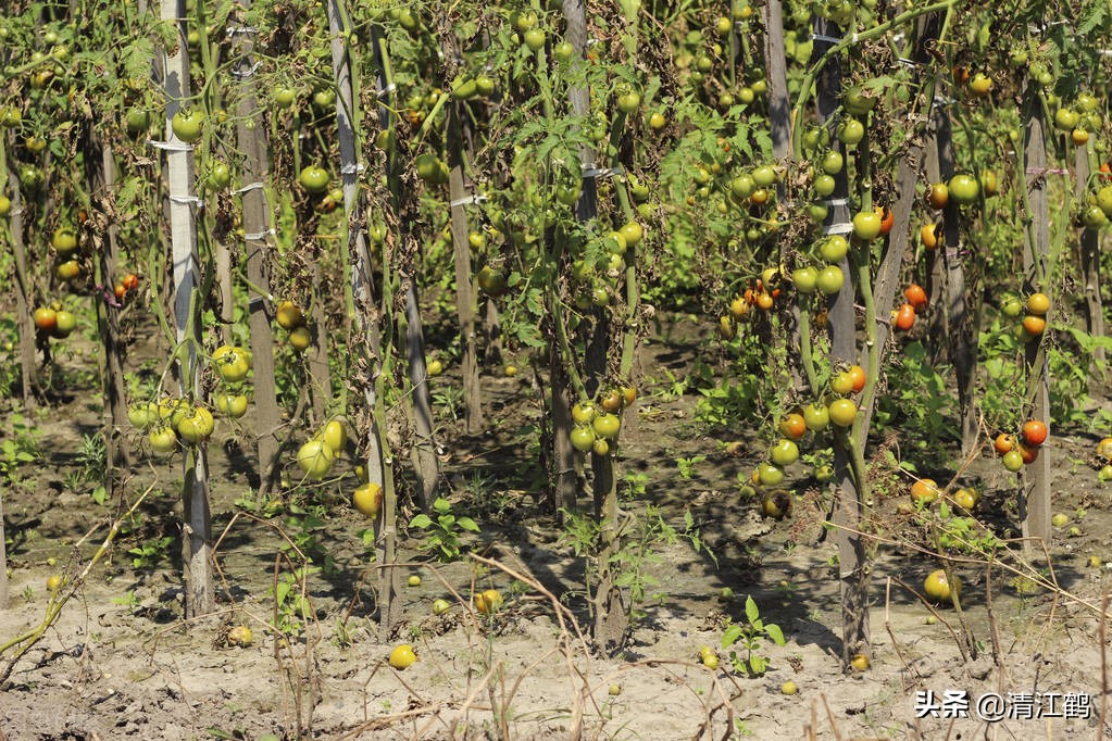 哈茨木霉菌和什么复配好,哈茨木霉菌和哪种有机肥搭配好