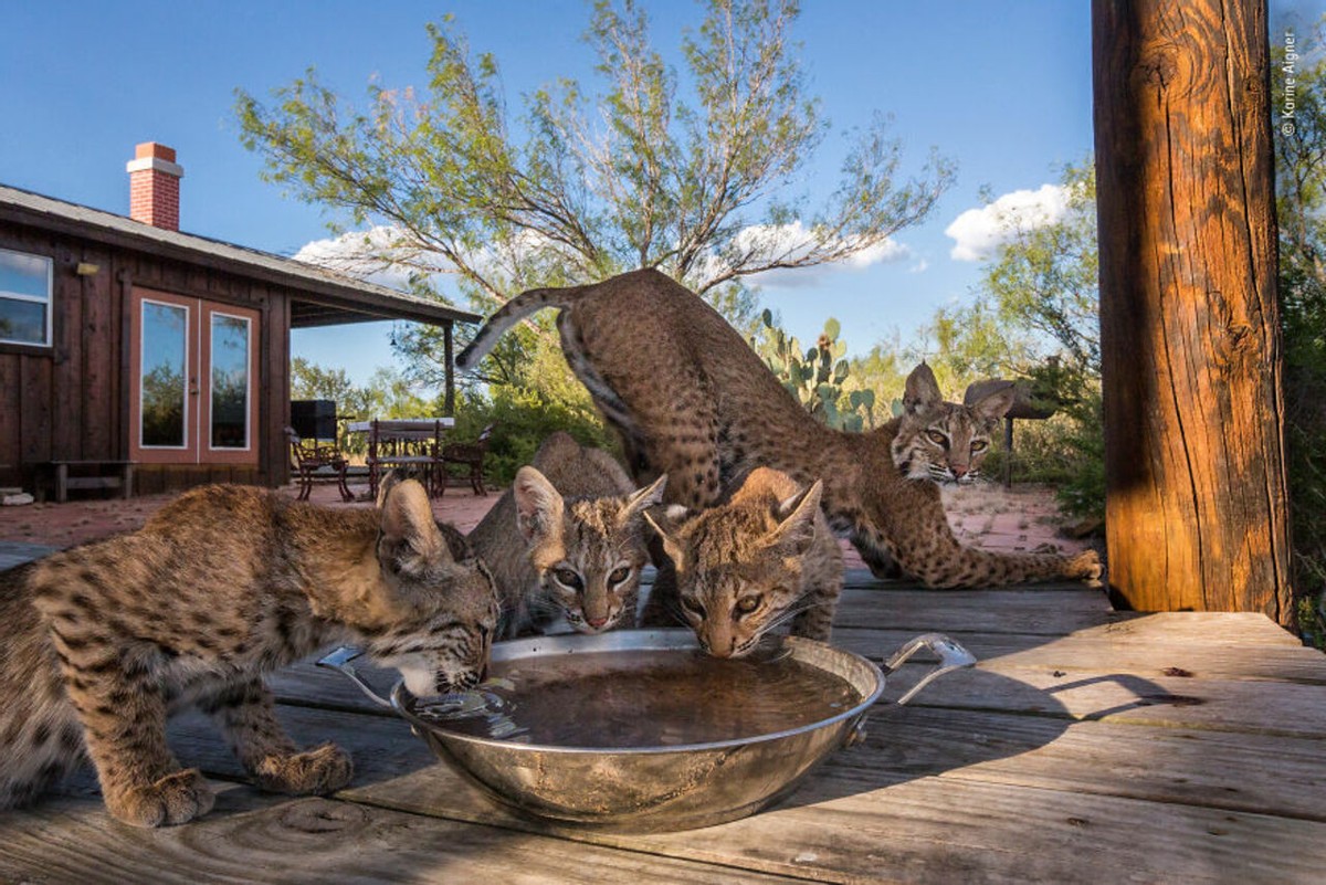 2019年最佳野生动物照片,2022年搞笑野生动物摄影作品