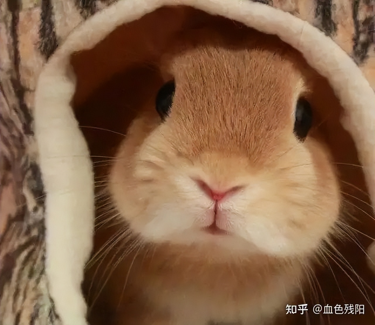 狗急跳墙兔子咬人怎么处理,宠物兔子喜欢咬人吗