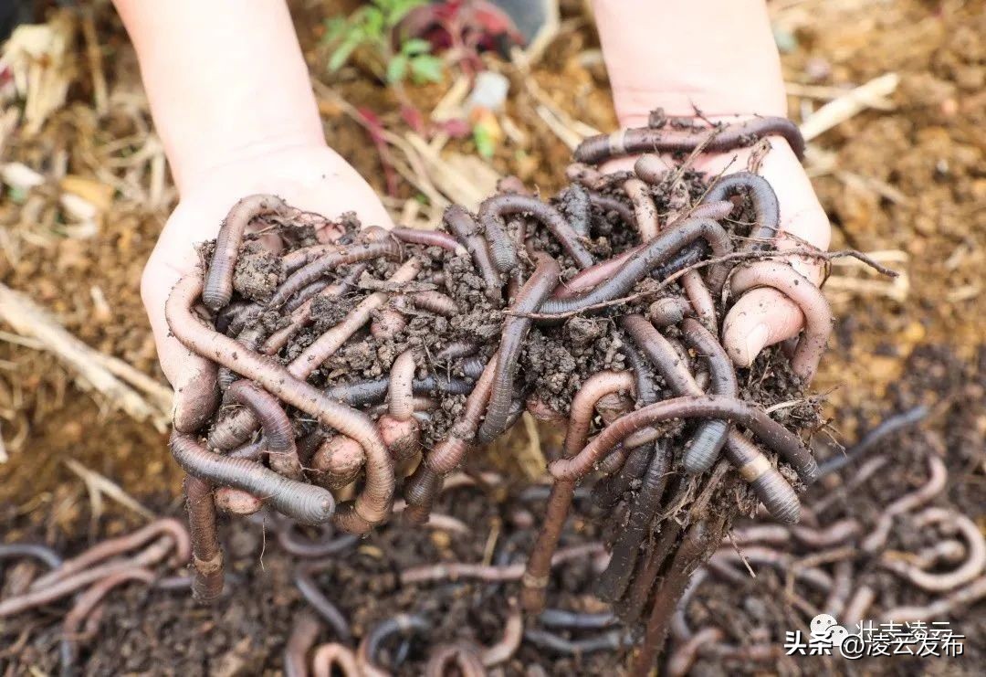 凌云:小小蚯蚓“钻”出致富新路子