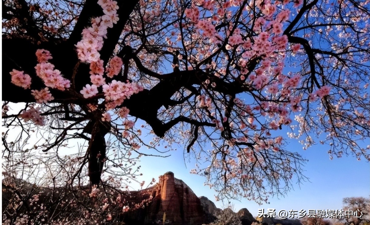 唐汪杏花节开幕,相约唐汪杏花节