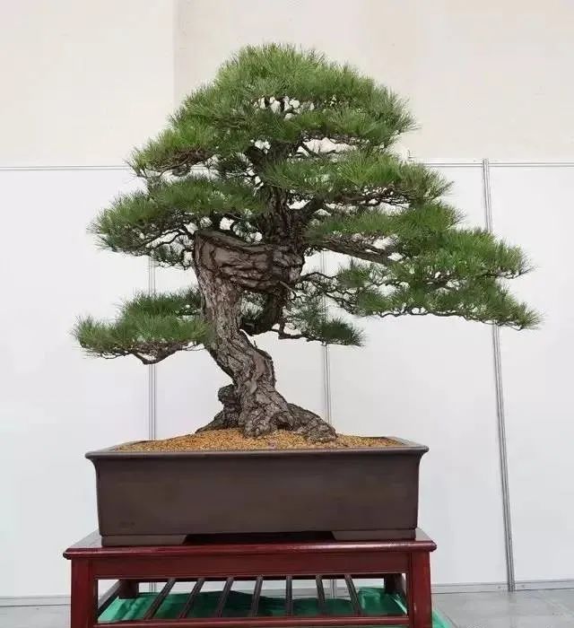 新手松树盆景制作,盆景铝线怎么蟠扎松树盆景