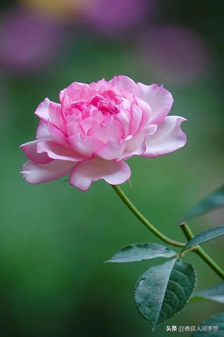 不必看别人,只需做好自己