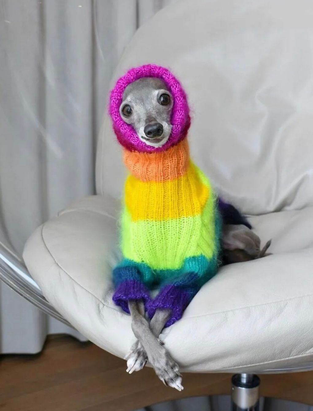 到巴黎街头走一圈才发现：不止女人会打扮，连狗狗都穿得比你时髦