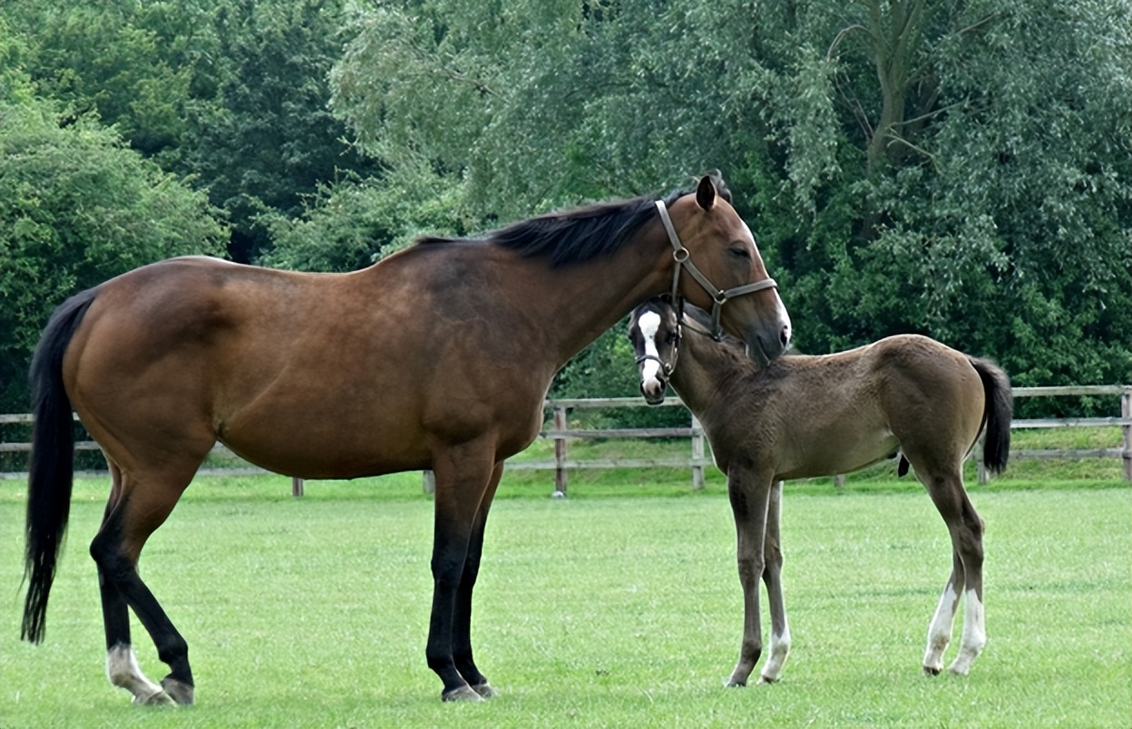 确定全麻手术后马匹心律失常的患病率和性质，评估心律失常的风险