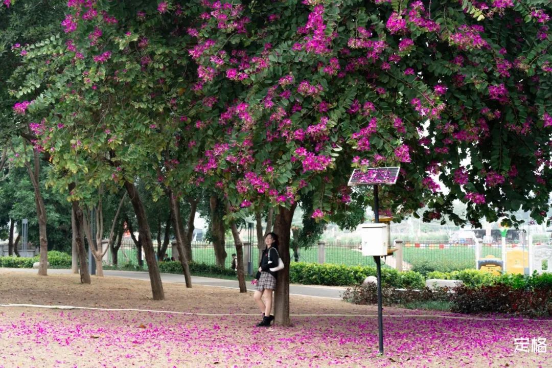 凤凰山绿道开放时间,凤凰山绿道全长多少公里