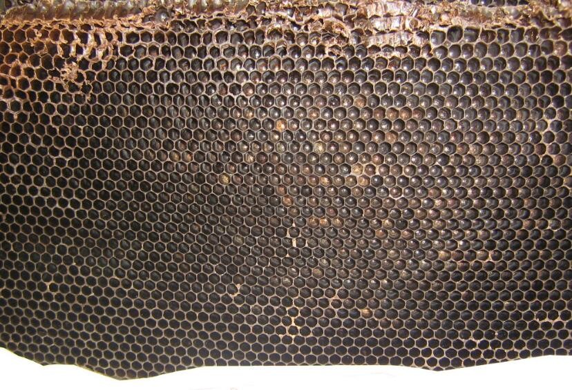 七大蜜蜂养殖秘诀教你怎么养蜂,蜜蜂养殖知识建立蜂场的最佳方法