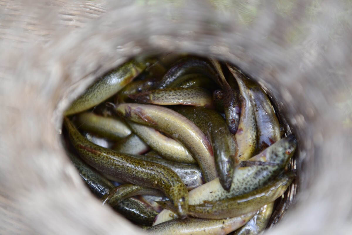 水芹养殖前景怎么样,水芹菜种植前景怎么样