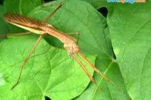 螳螂吃掉自己丈夫的头,螳螂为什么吃掉配偶螳螂吃蛇