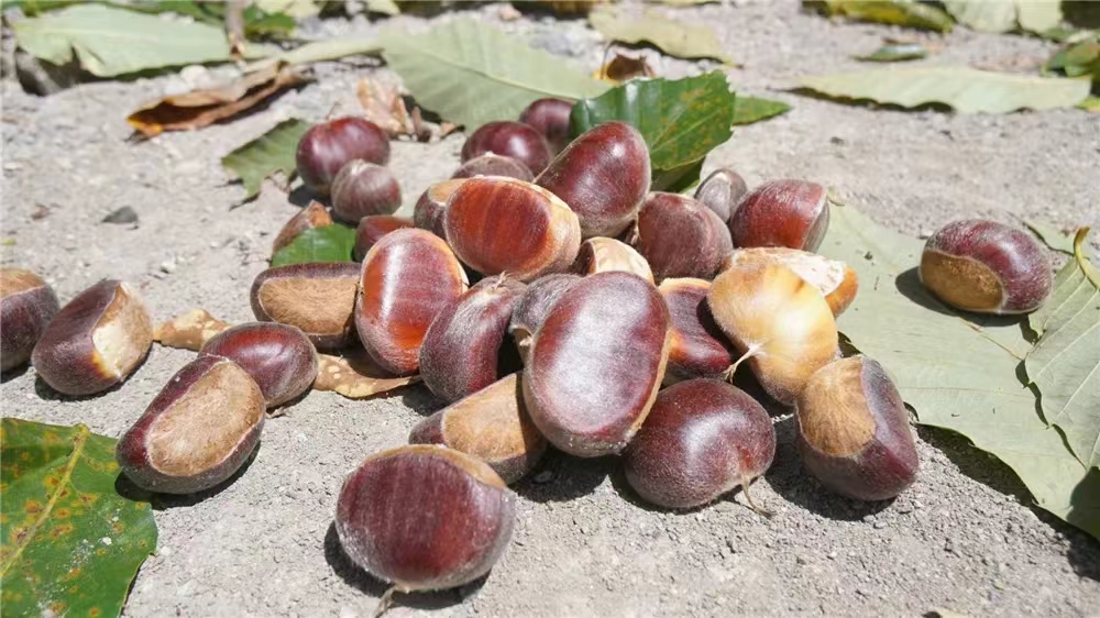 秋分节气农民在农事上有什么安排,二十四节气农事谚语秋分