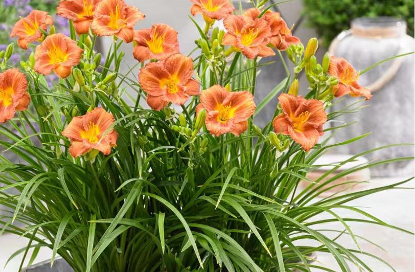 和康乃馨相似的花有哪些,康乃馨花期长又好养的花