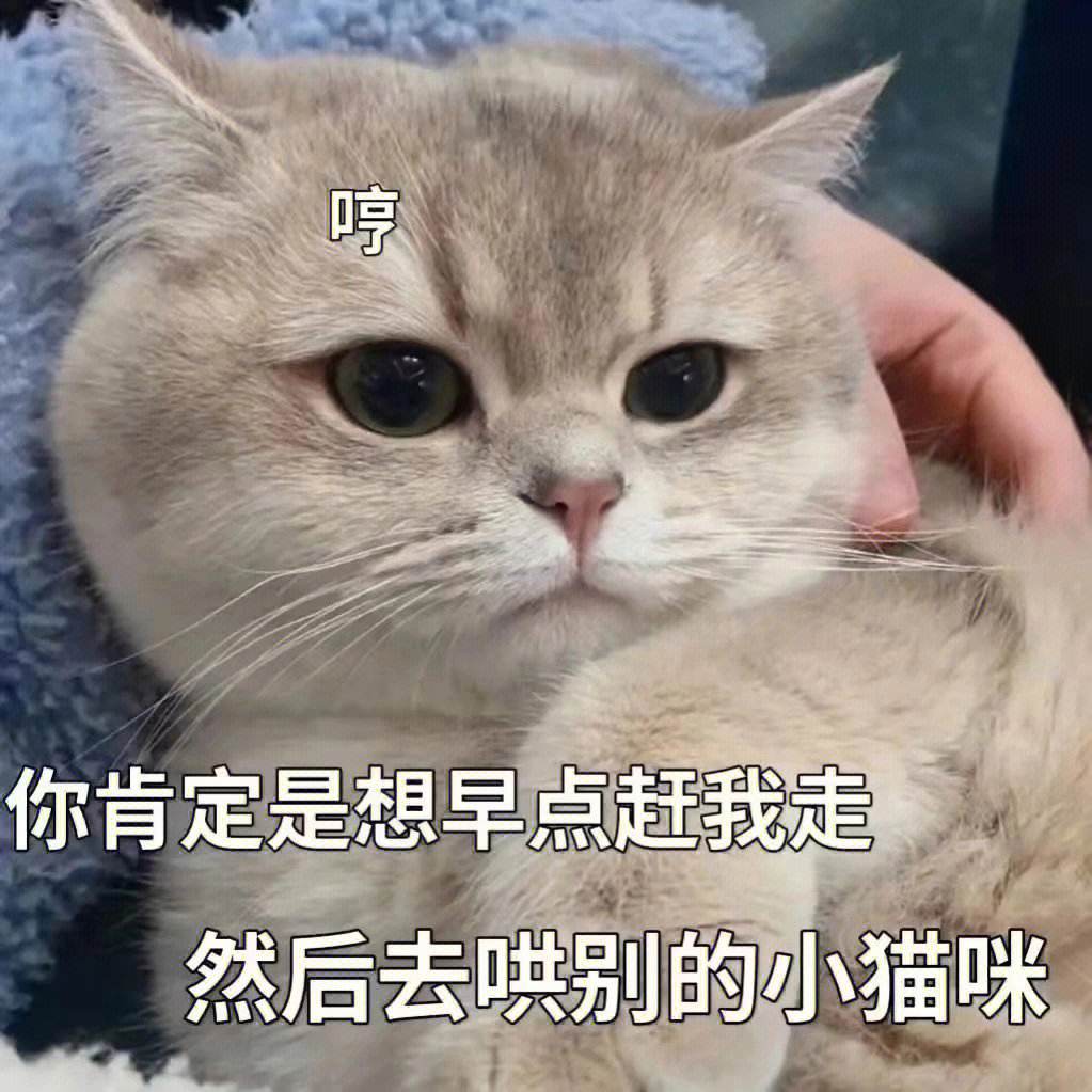 猫咪爱你的症状,猫咪想养你的10大征兆