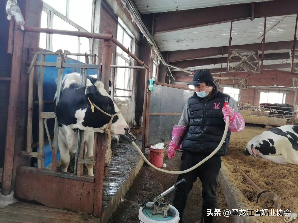 奶牛真胃移位怎么回事,奶牛真胃扩张的症状治疗方法