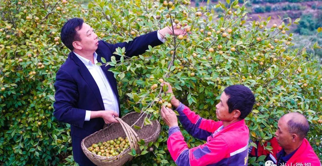 美丽的光山美景,光山县万亩油茶