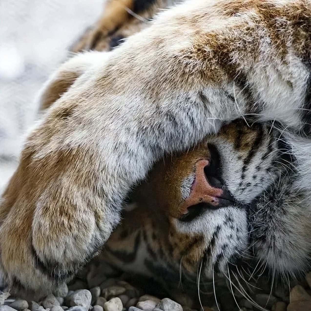 快看！黑龙江各地都被哪些萌货代表了？