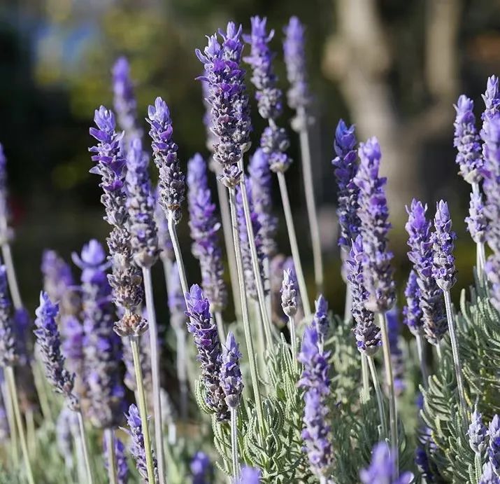 安神助眠好打理的花,能促进睡眠的花有几种