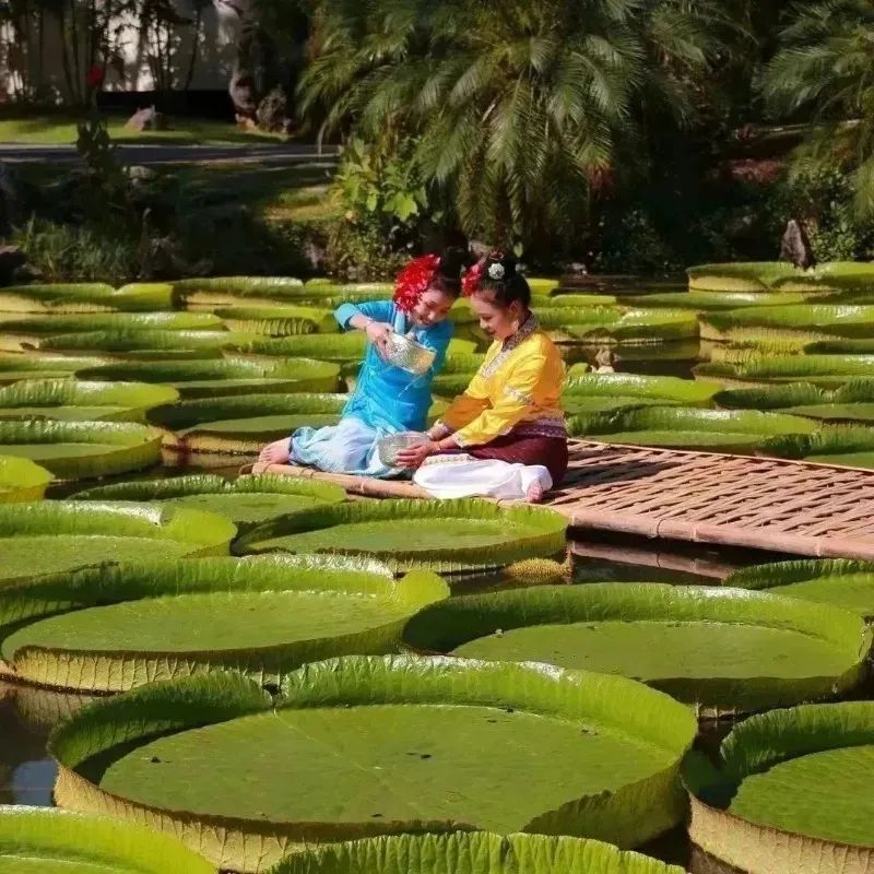 云南西双版纳花海美景,云南西双版纳景色如画