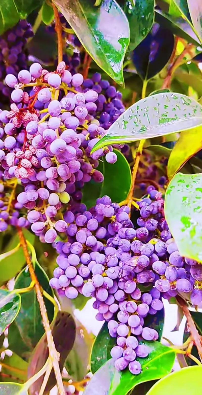 女贞子图片树木,女贞子树彩图