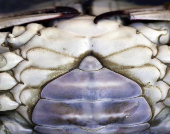 教你挑选大闸蟹六大诀窍,卖大闸蟹怎么赚钱