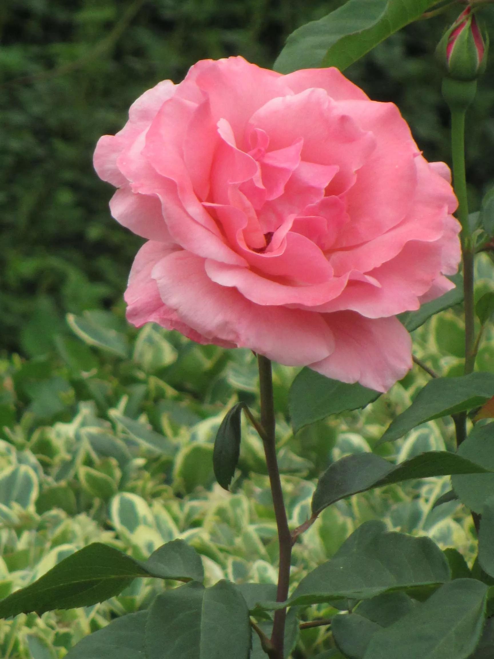 想要拥有自己的一间花店,好想拥有这样的一间花店