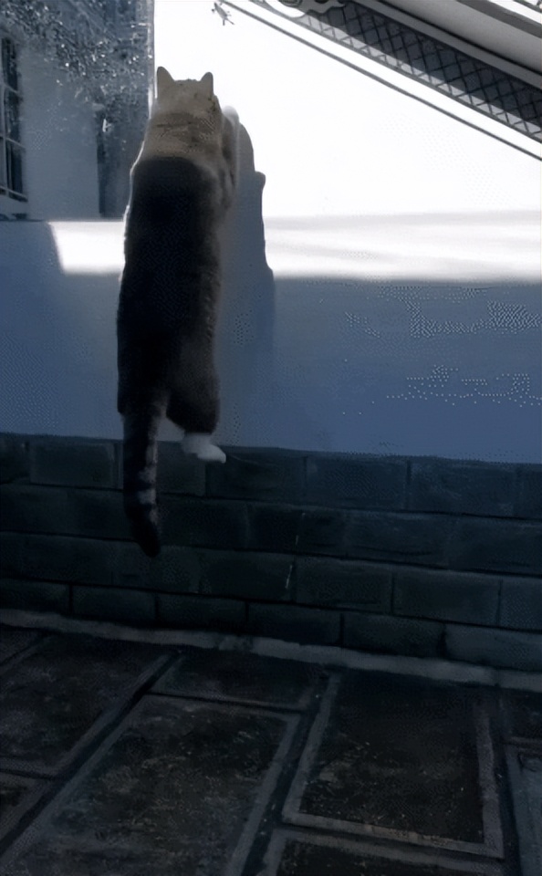 网友画“壁虎”想耍耍自家猫，可没想到…把全网的猫都给骗了