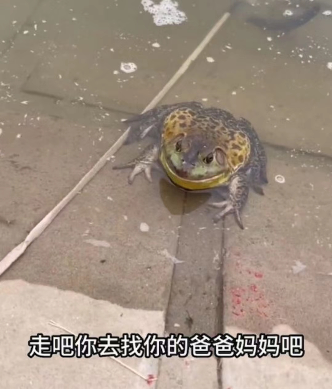 好心做坏事！TVB前女星带女儿郊外大量放生牛蛙，被网友批没常识