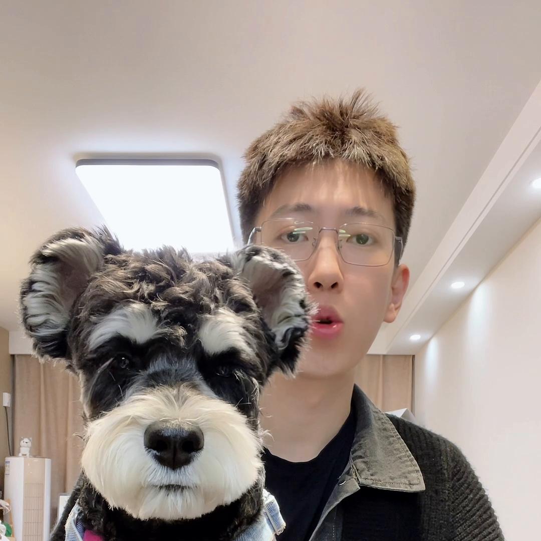 雪纳瑞喂食训练多大开始,白胡子雪纳瑞吃什么