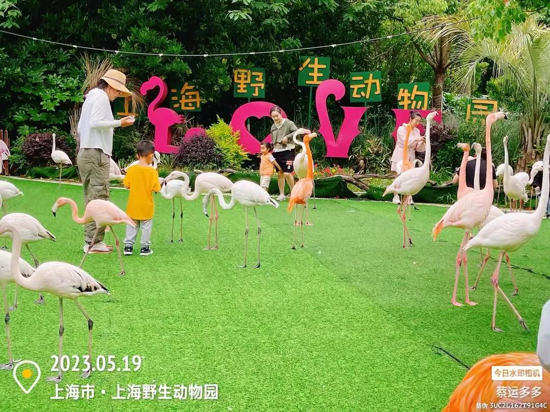 上海野生动物园和上海动物园,上海野生动物园过年营业时间