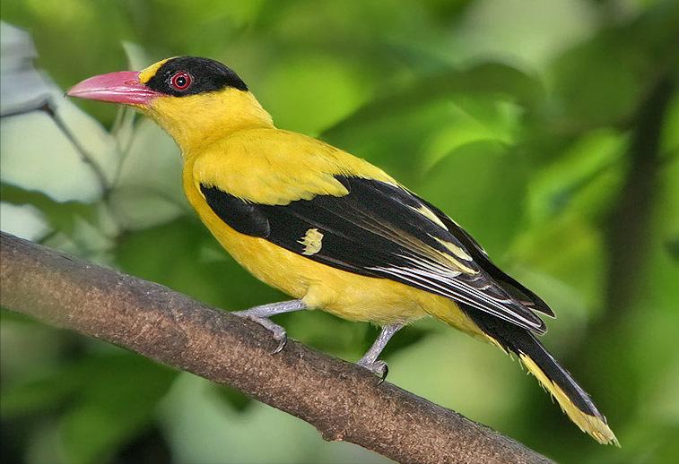 鸟儿大全高清图,高清珍稀鸟动态图片大全