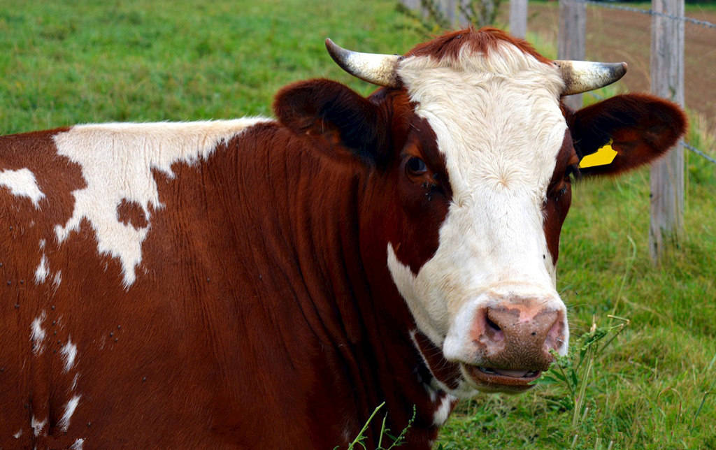 牛吃玉米行吗,牛吃玉米粒好不好