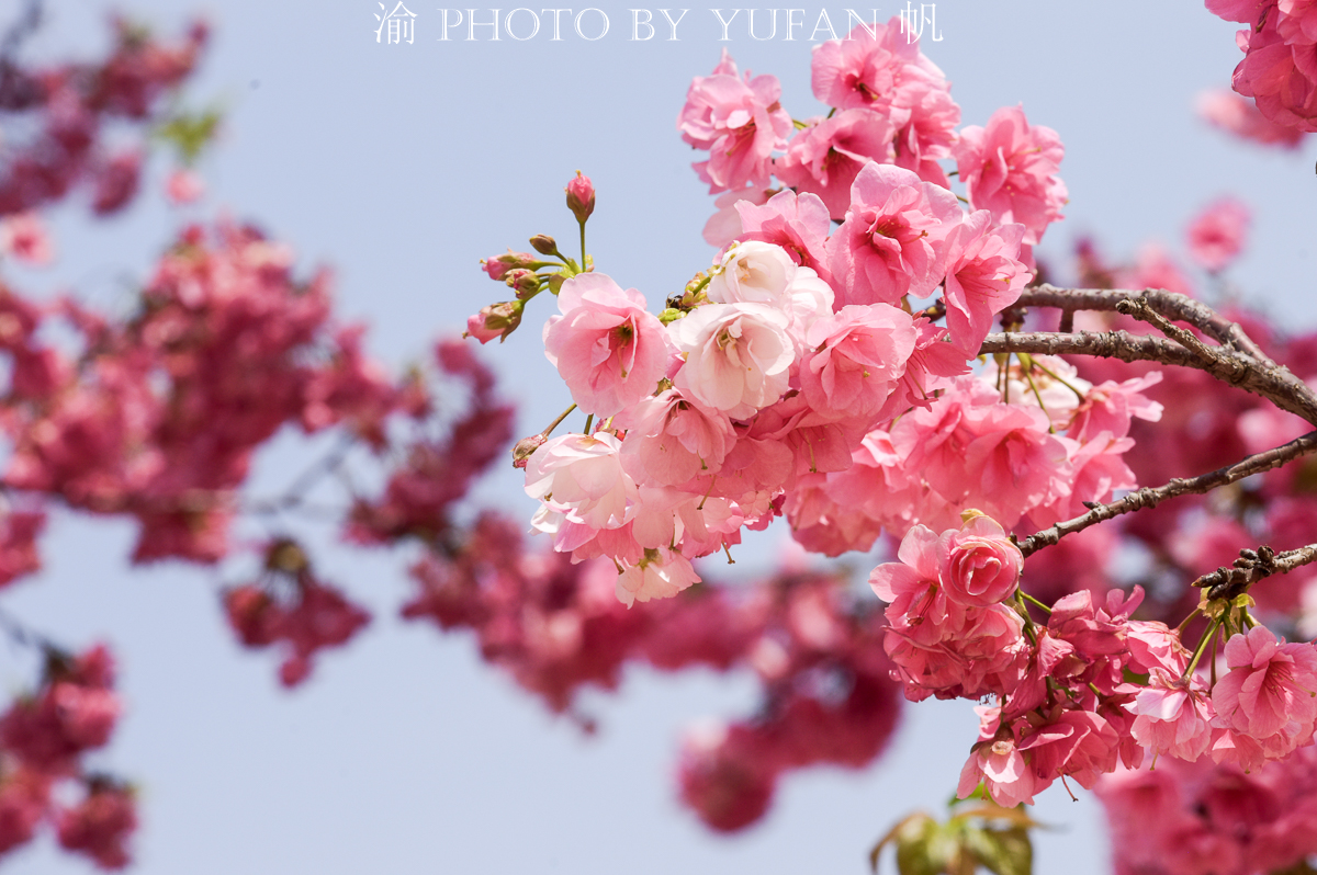 潼南油菜花旅游攻略,美好春日潼南赏花地图快来get