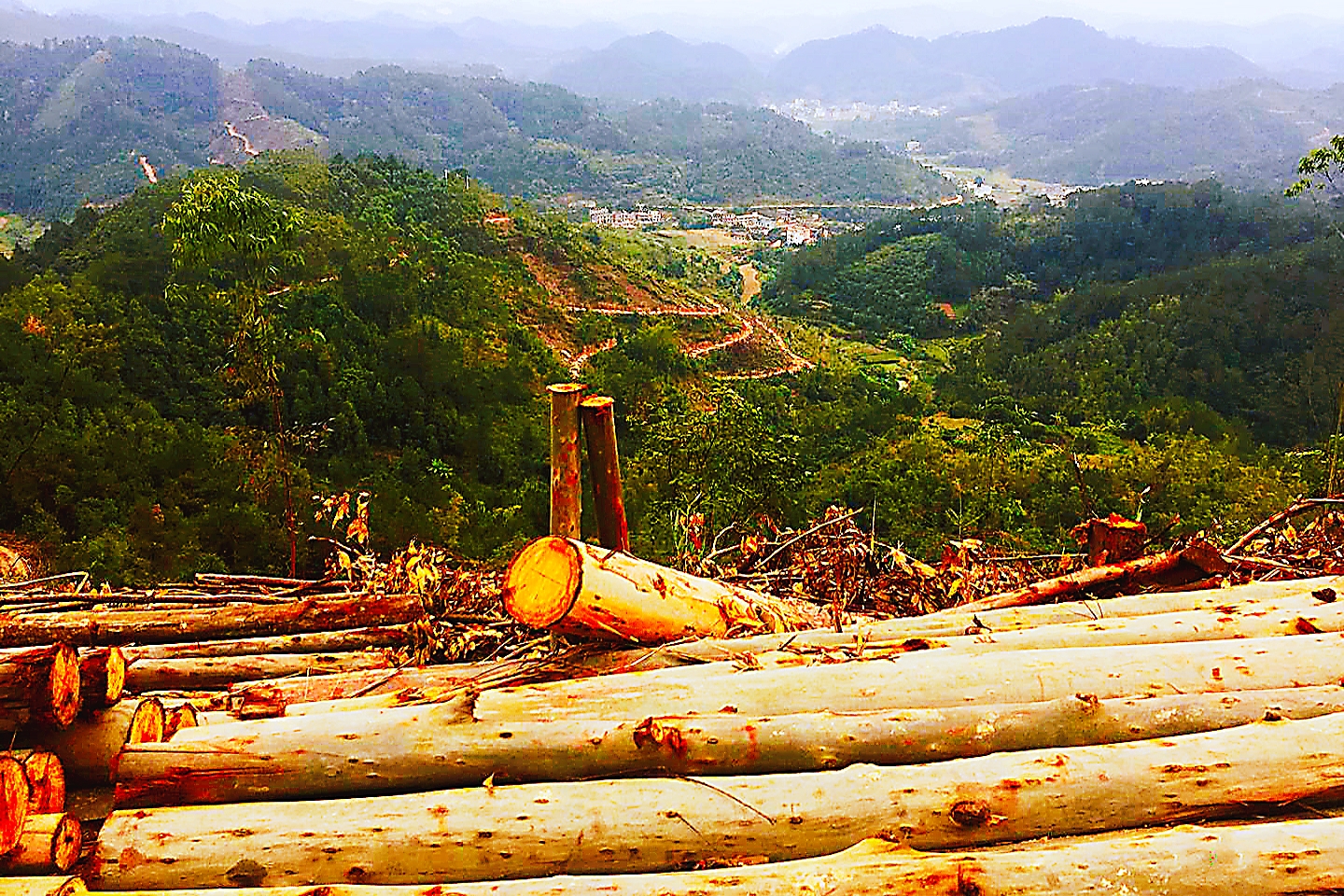广西漫山遍野的桉树,为什么桉树旁边不长草