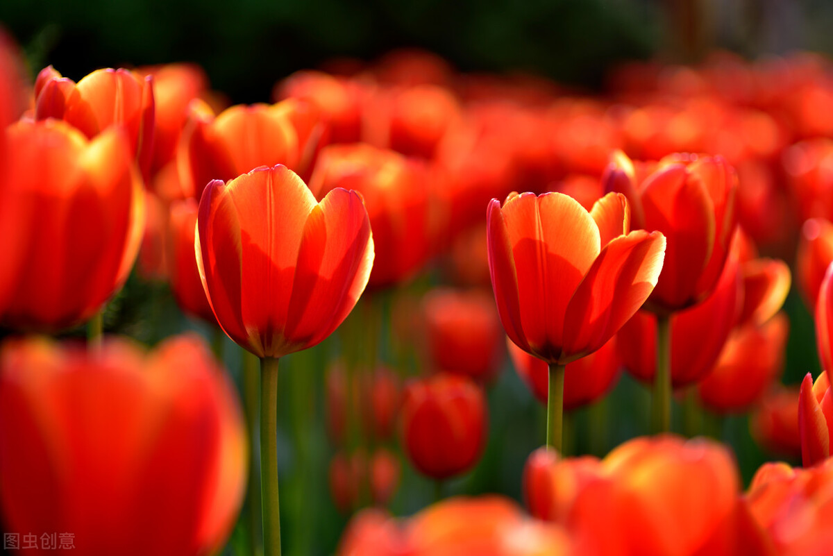 这二十幅极品花卉越看越醉,超好看又耐看的花卉图