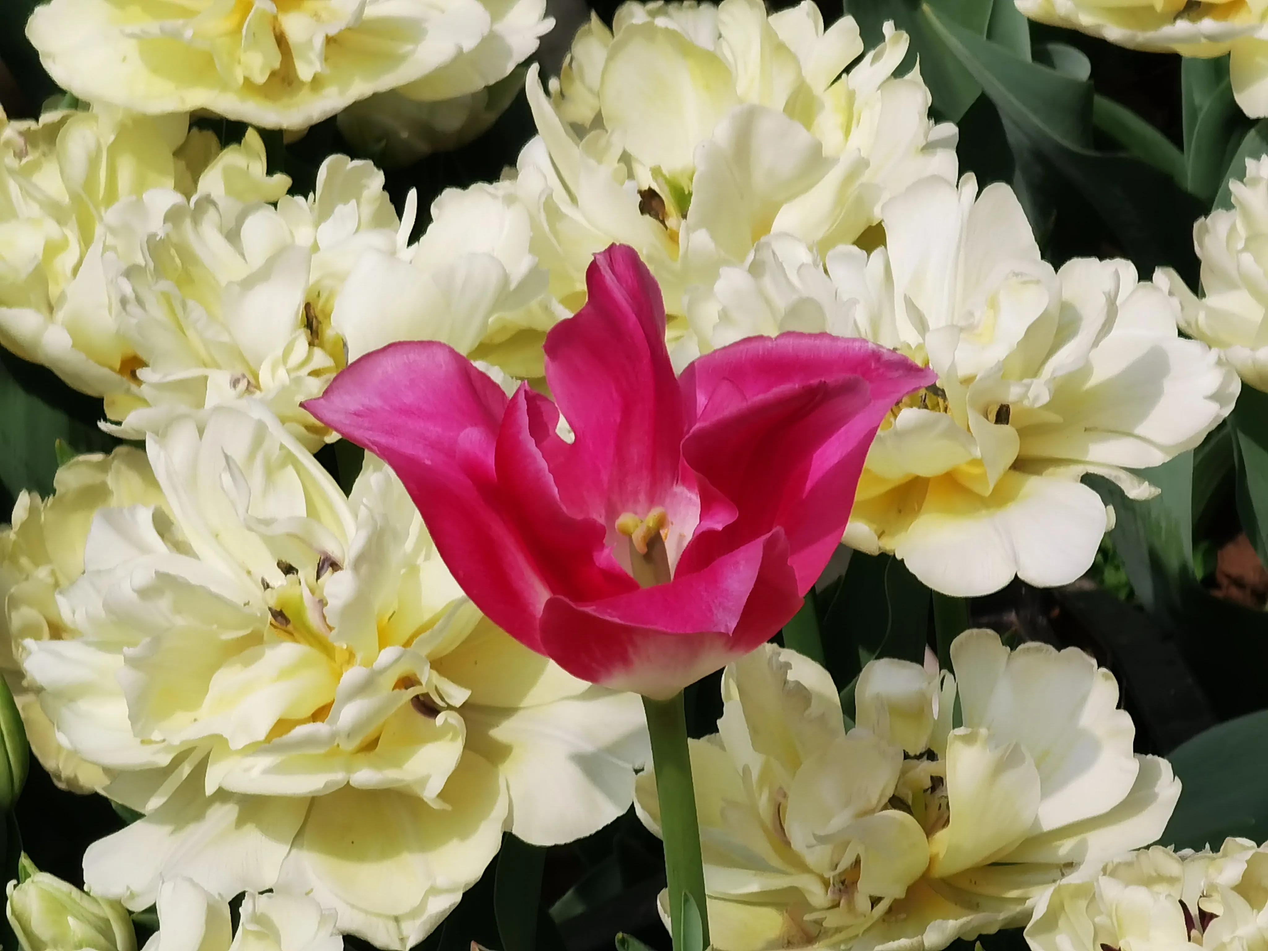 郁金香花语送长辈,郁金香花语永恒的爱与祝福