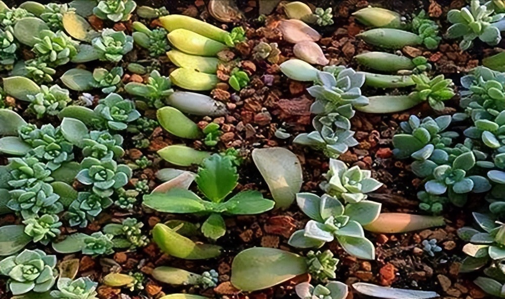 多肉叶插苗和多肉都可以用的肥料,多肉叶插之后怎么养护