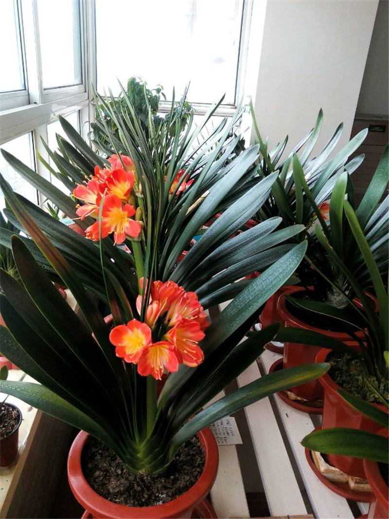 十大养不死的大型花,十大室外最好养活的花高大