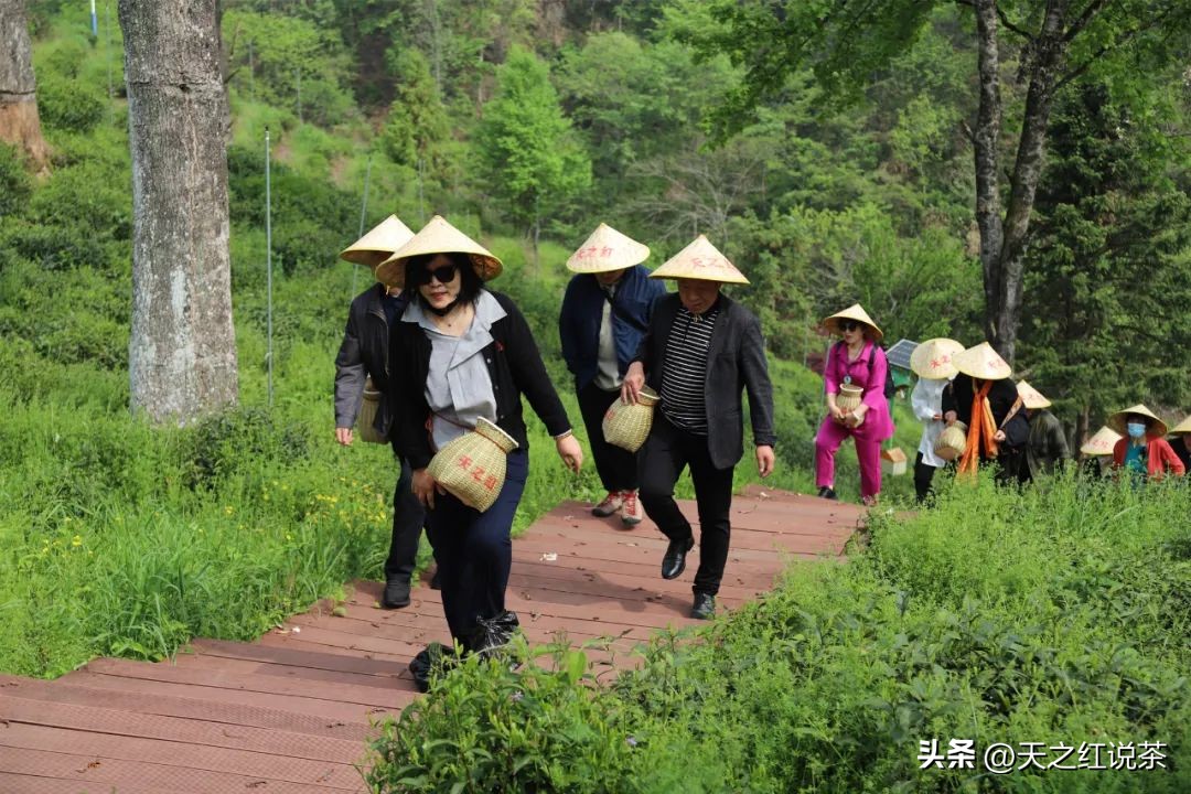 祁红最好听的十首歌,非遗祁红
